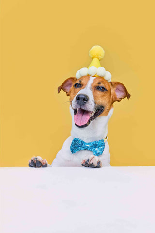 Pawfect