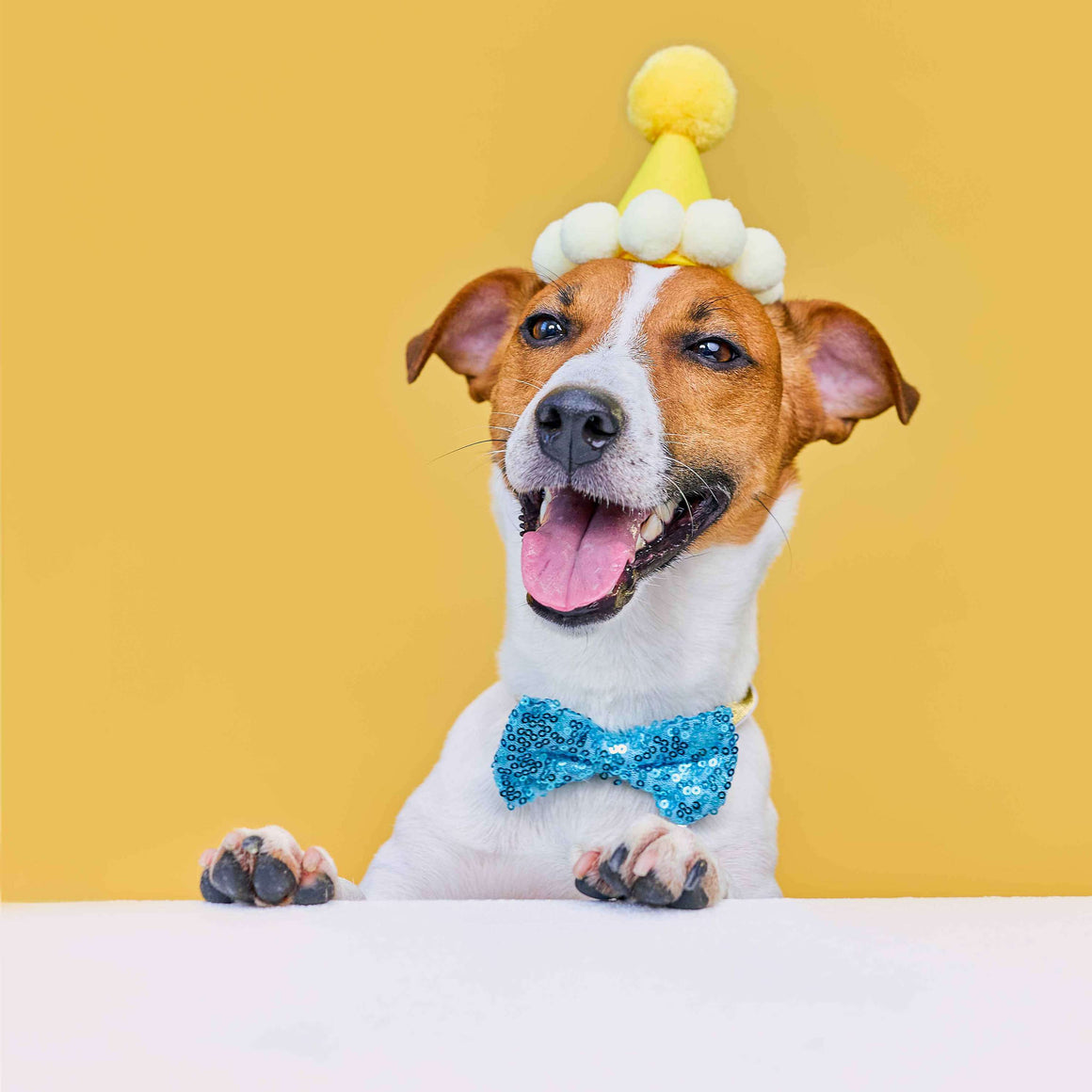Pawfect